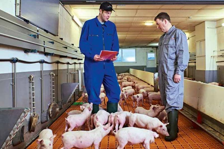 TOPIGS SNW Ferkelbeurteilung