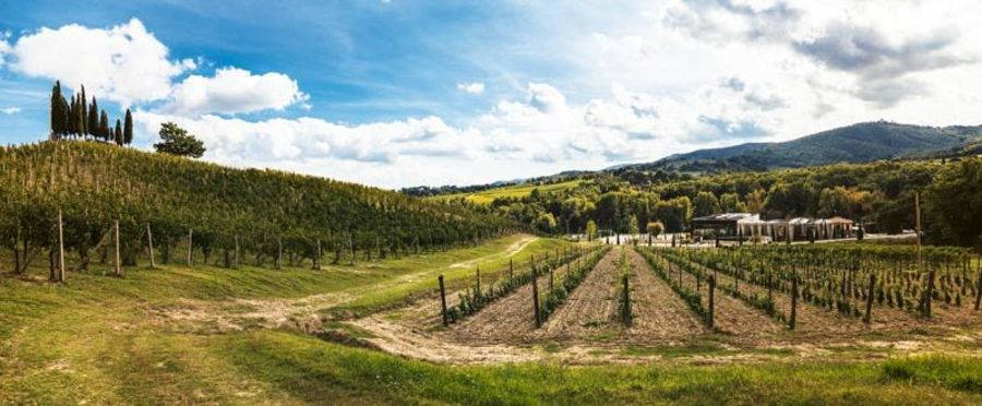 Das Barbanera Weingut