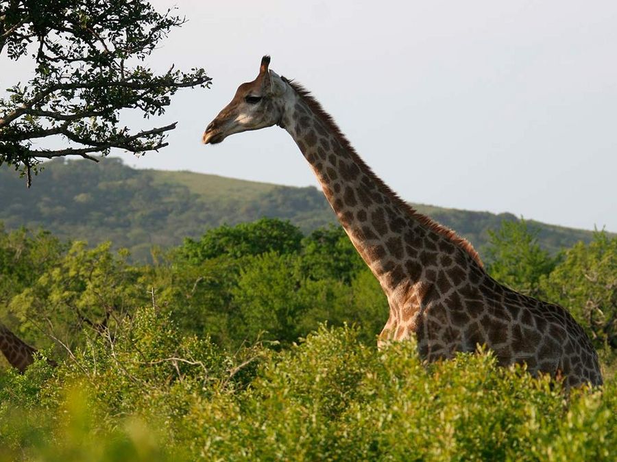 Giraffe Giraffe