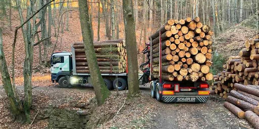 Holzindustrie Schafler Rundholz aus dem Wald Holzindustrie Schafler Rundholz aus dem Wald