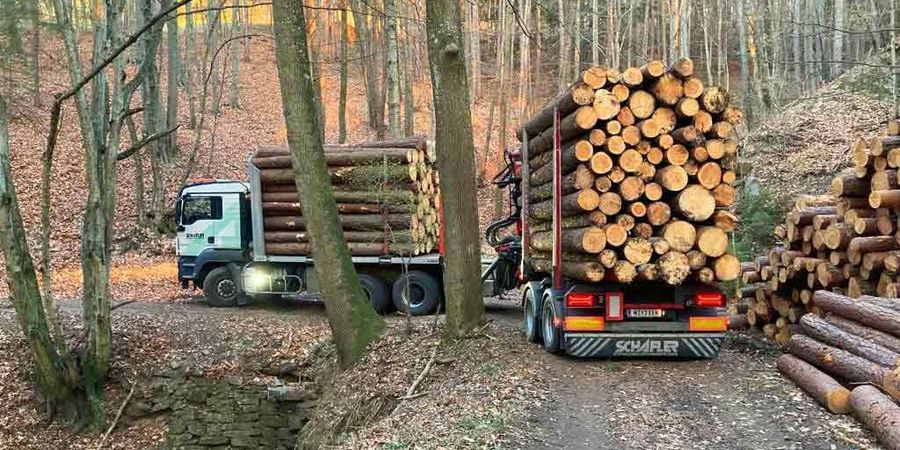 Holzindustrie Schafler Rundholz aus dem Wald