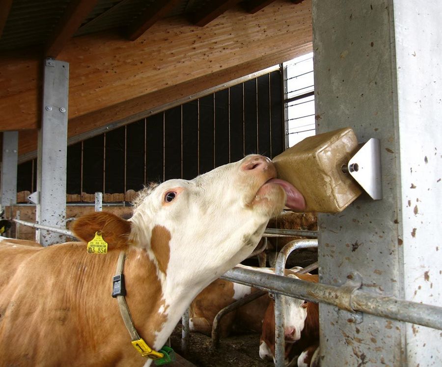 Kuh leckt an einem Eurobloc Leckstein