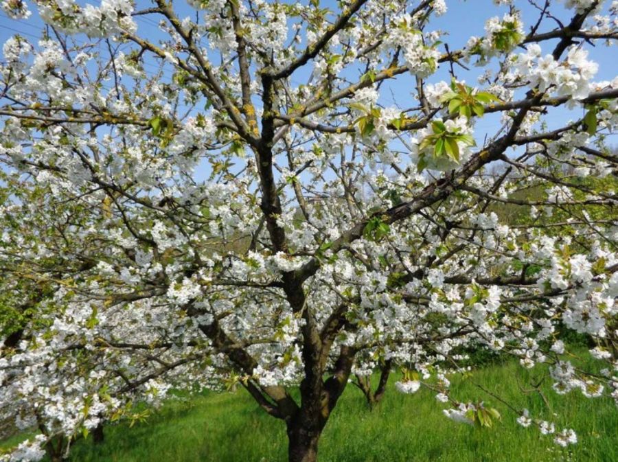 Dank Novafito kann der Kirschbaum problemlos Früchte tragen