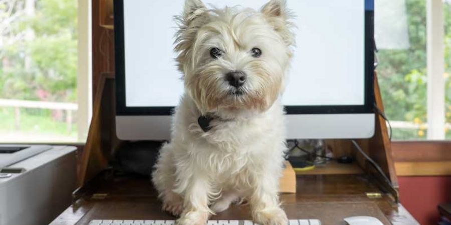 Welche Ausbildung braucht ein Bürohund?