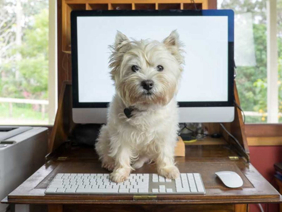 Welche Ausbildung braucht ein Bürohund? Welche Ausbildung braucht ein Bürohund?