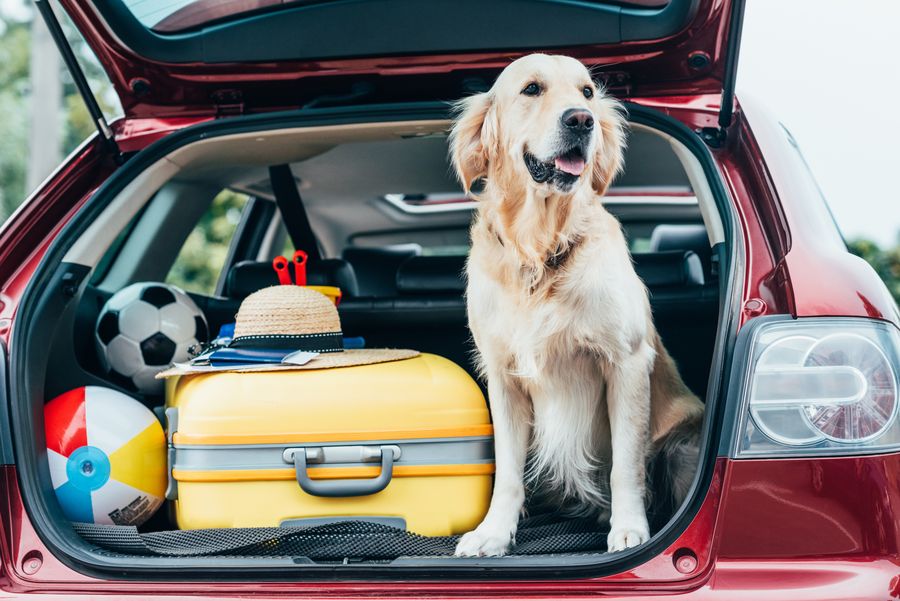 Hund im Kofferraum 