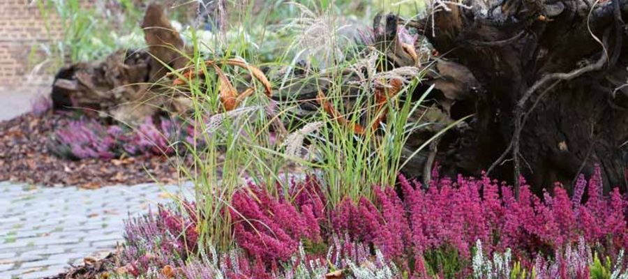 Elbers - Erica gracilis und Calluna Beauty Ladies