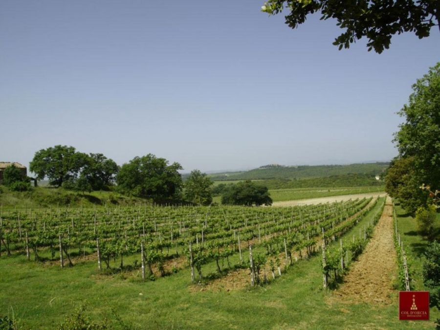 Kein Wein für den Supermarkt Kein Wein für den Supermarkt