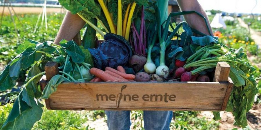 Meine Ernte