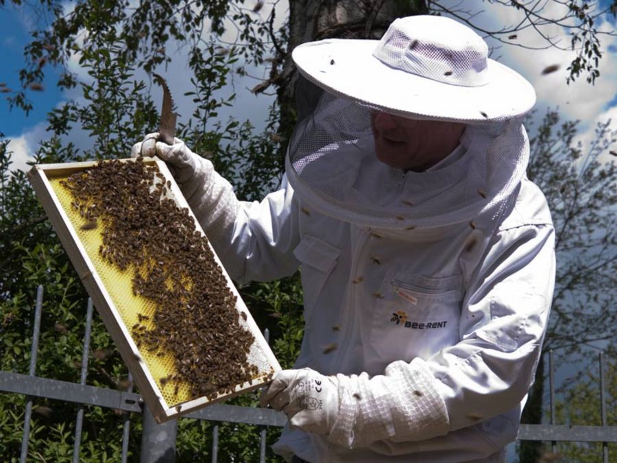 Bee-Rent: Mit der Biene im Bunde
