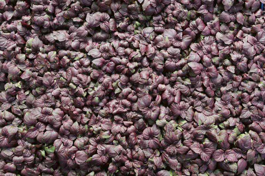 Koppert Cress Shiso Purple Cress