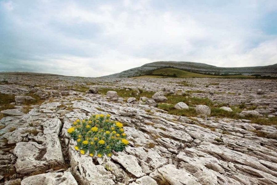 Arzneipflanze von Dr. Loges + CO.: Rhodiola rosea