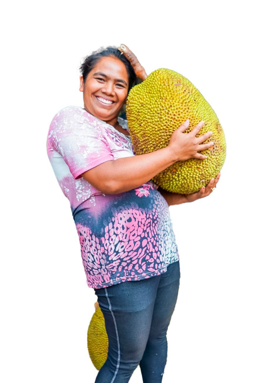 Lemar B.V. Jackfruit nach der Ernte