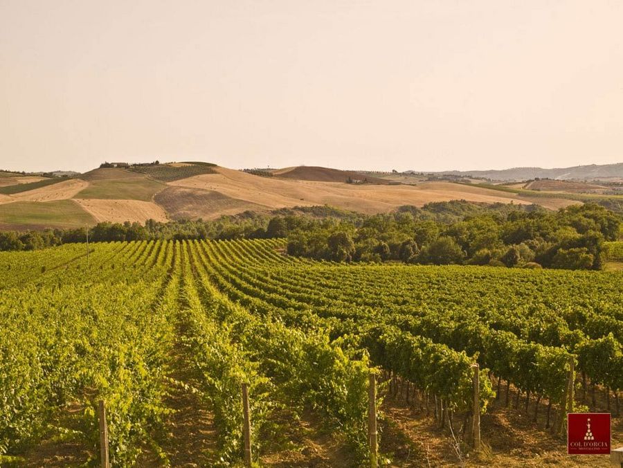 Weingut in Montalcino von Col d'Orcia.