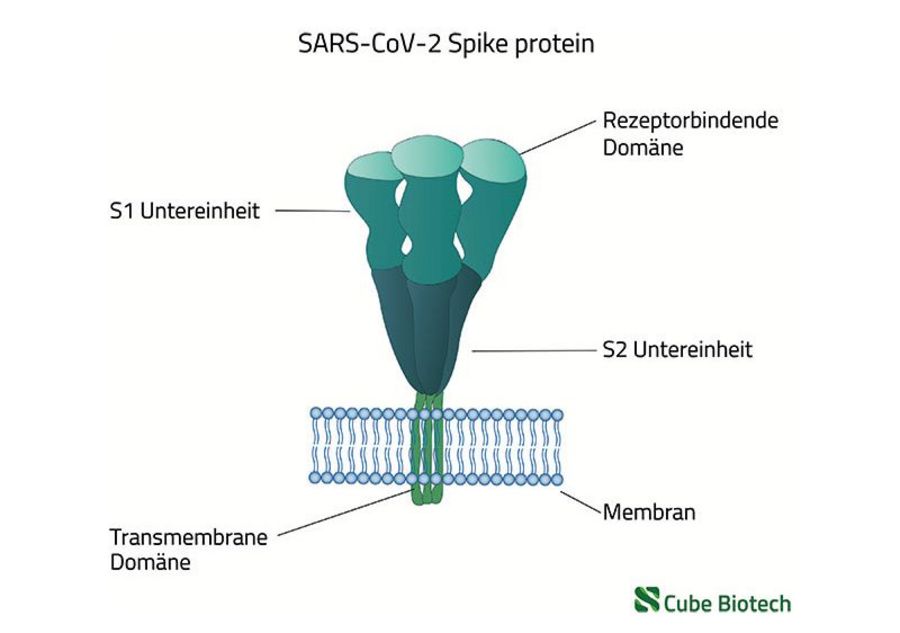 Dr. Fooke - Das COVID-19-Spikeprotein