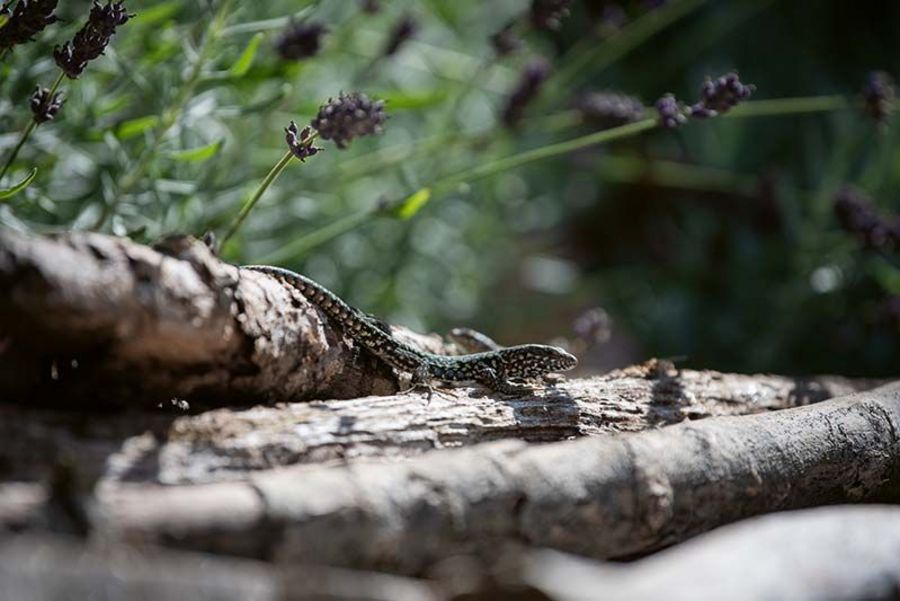 Spross Ga-La-Bau Im Einklang der Natur