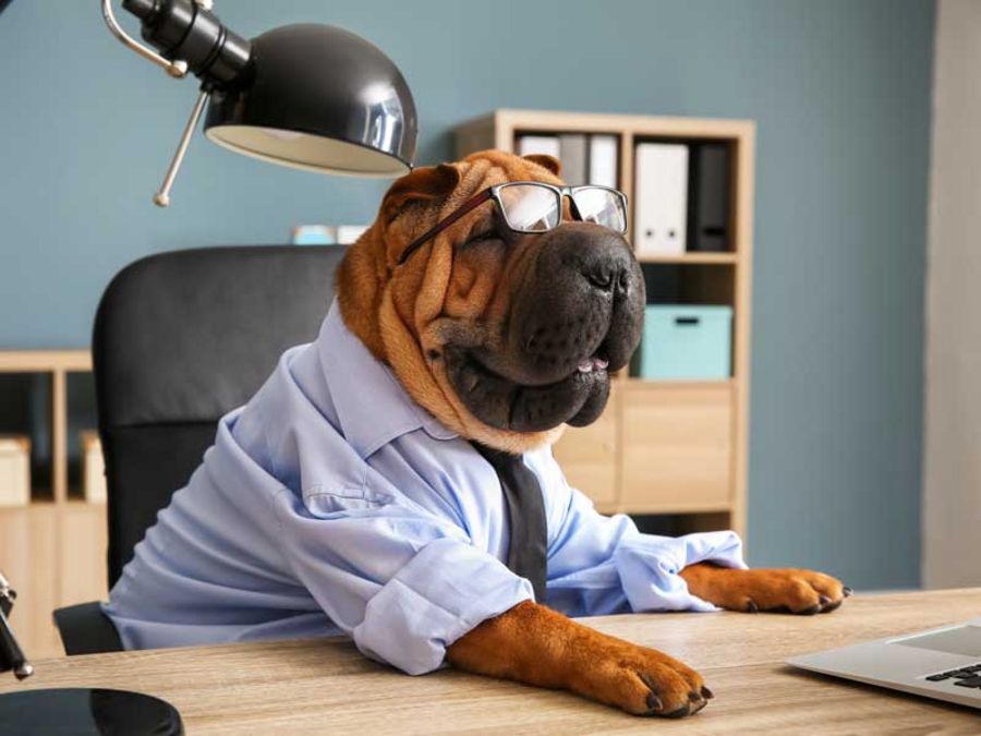 Bürohund: Diese Bedingungen und Regeln sind zu beachten
