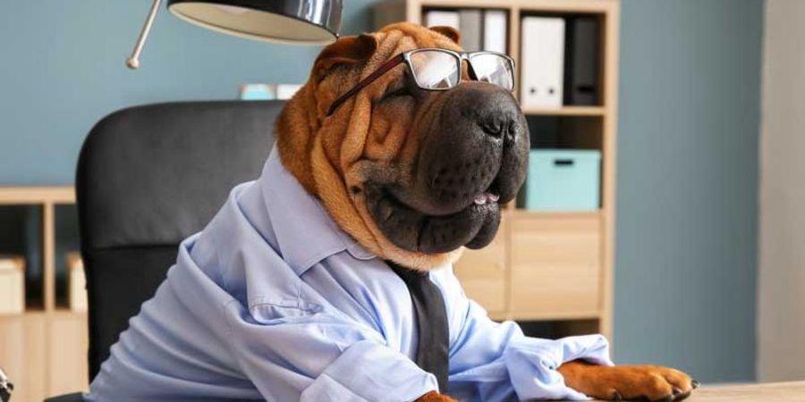 Bürohund: Diese Bedingungen und Regeln sind zu beachten