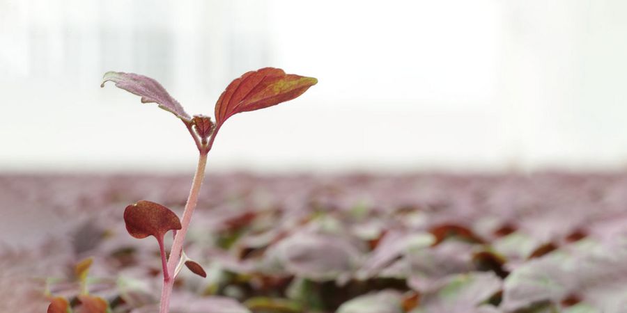 Koppert Cress Shiso Purple Cress