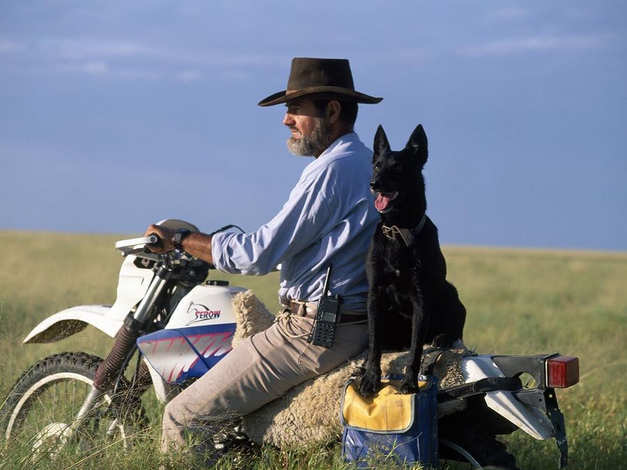 Hund auf Motorrad