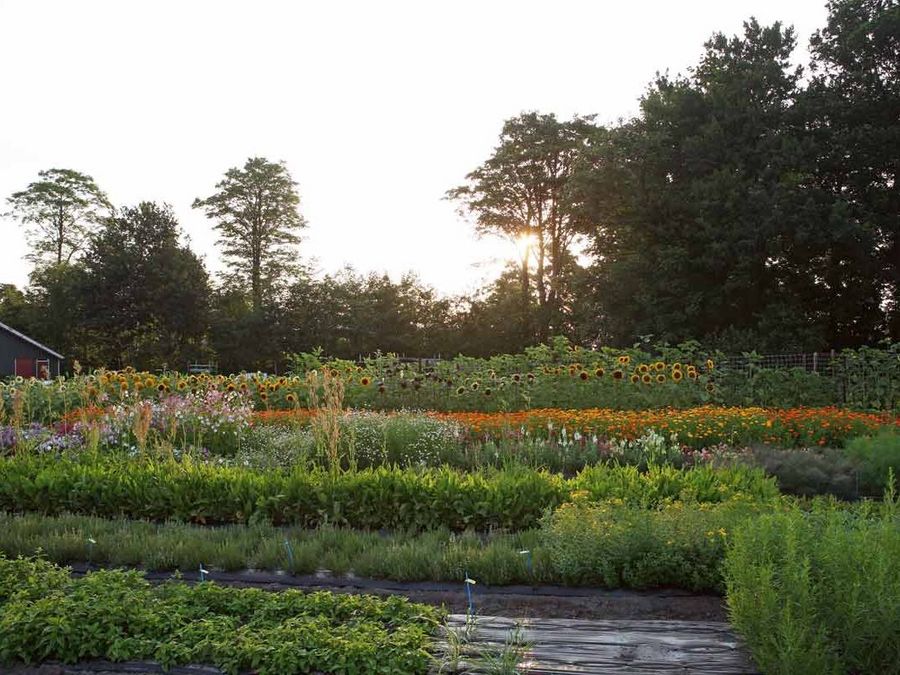 Kräuter, Gemüse, Blumen zu Hause selbst züchten