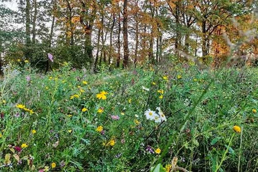 KAEFER Industrie Blumenwiese