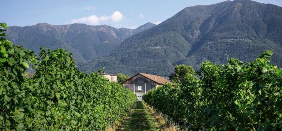 Castello del Sole Ascona Weinreben