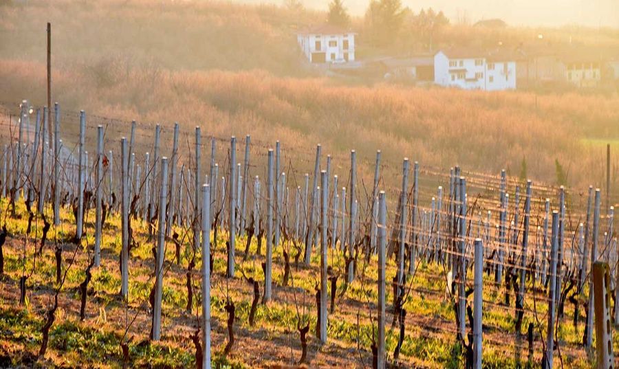 Weinberge des Weinguts Belcolle 