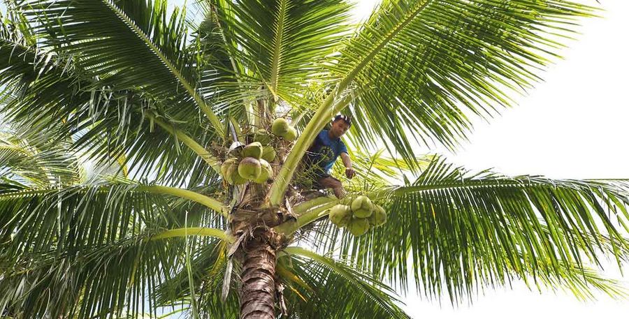 Die Kokosanbaugebiete von Dr. Goerg 