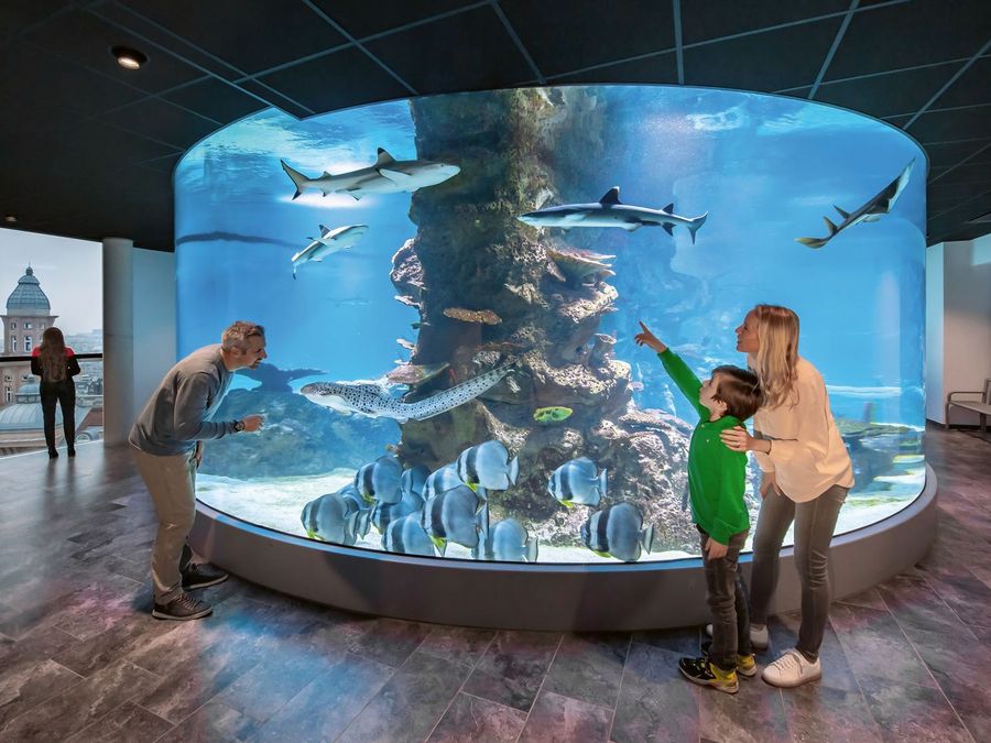 Der Haifisch, der hat Zähne: eindrucksvoll zu bestaunen im Haus des Meeres Der Haifisch, der hat Zähne: eindrucksvoll zu bestaunen im Haus des Meeres