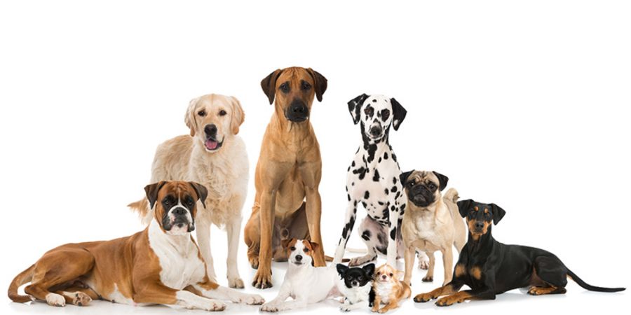 Welche Rassen eignen sich am besten als Bürohund?