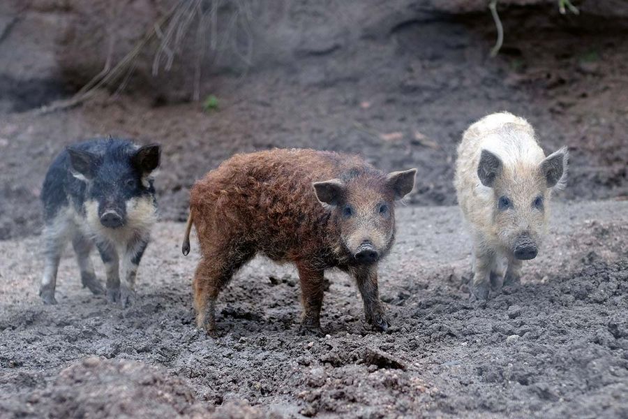 Villa Caviciana Mangalitza