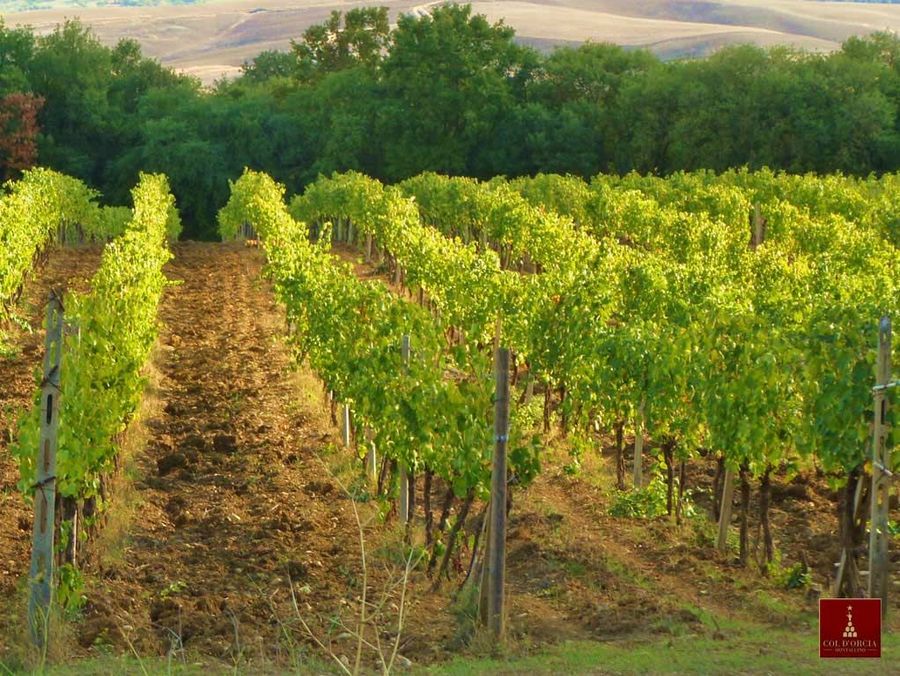 Weinanbau in Montalcino von Col d'Orcia.