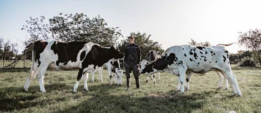 Hemme Milch - Kühe auf der Wiese