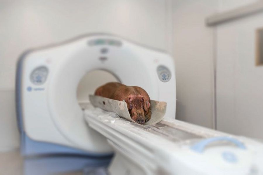 TOPIGS TN Duroc-Eber im CT-Scan