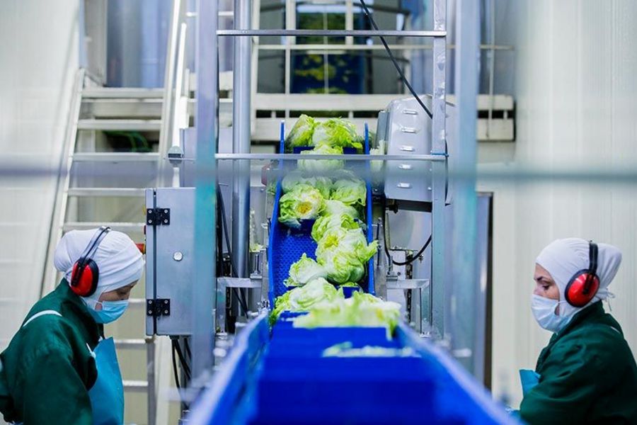 Ein Blick auf eine Produktionslinie bei Thurländer Salate