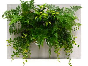 EVRGREEN macht Pflanzen zu grünen Mitarbeitern