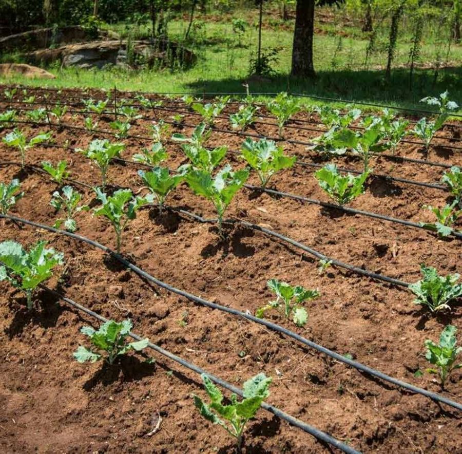 Mit Hilfe von Solarwasserpumpen unterstützt Mobisol die Menschen bei der Bewässerung ihrer landwirtschaftlichen Flächen