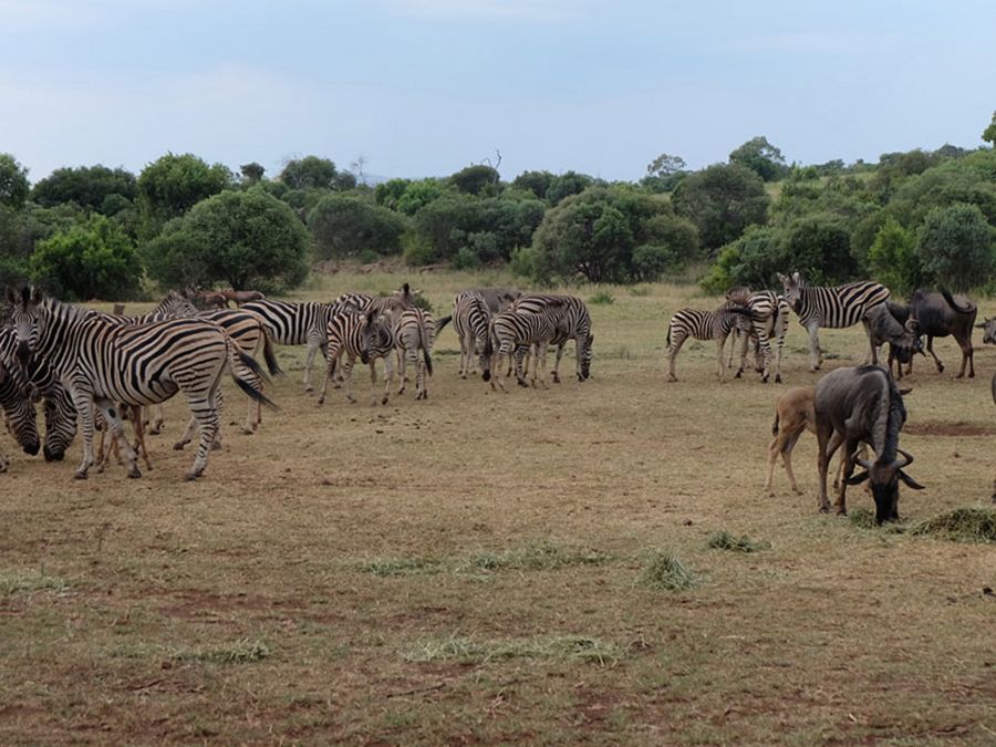 Widlife volunteering in Afrika ist ein besonderes Erlebnis