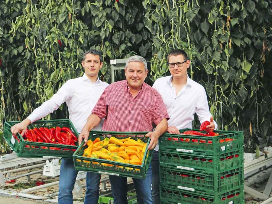 Gemüse ohne Chemie: Mit Nützlingen schützen