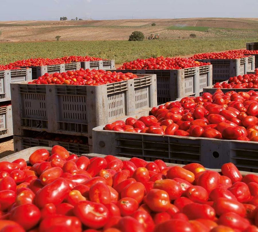 Die sardischen Tomaten von Casar begeistern mit einem intensiven, süßlichen Aroma.