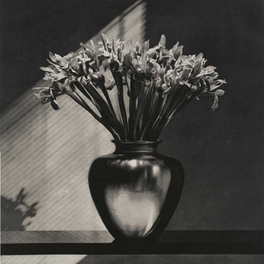 artnet ‘Irises’ von Robert Mapplethorpe