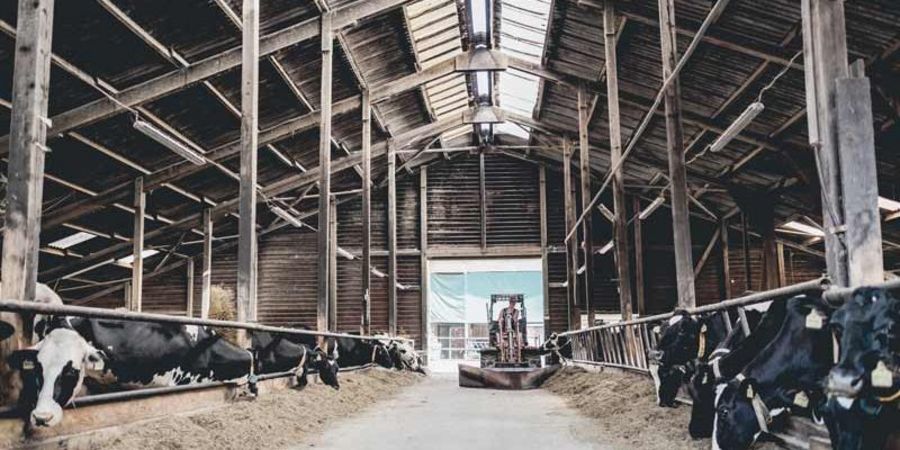 Hemme Milch luftiger Boxenlaufstall