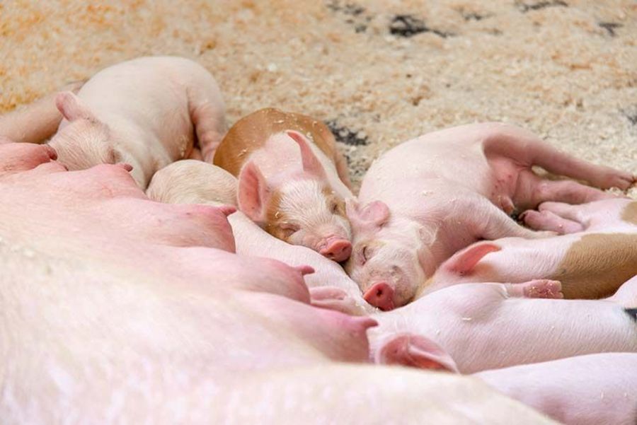 TOPIGS SNW Ferkel mit Muttersau