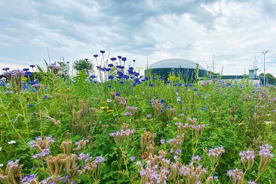 Planet Biogas Blühpflanzen