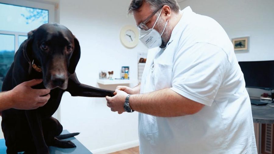 Tiergesundheitszentrum Grußendorf Behandlung eines Hundes