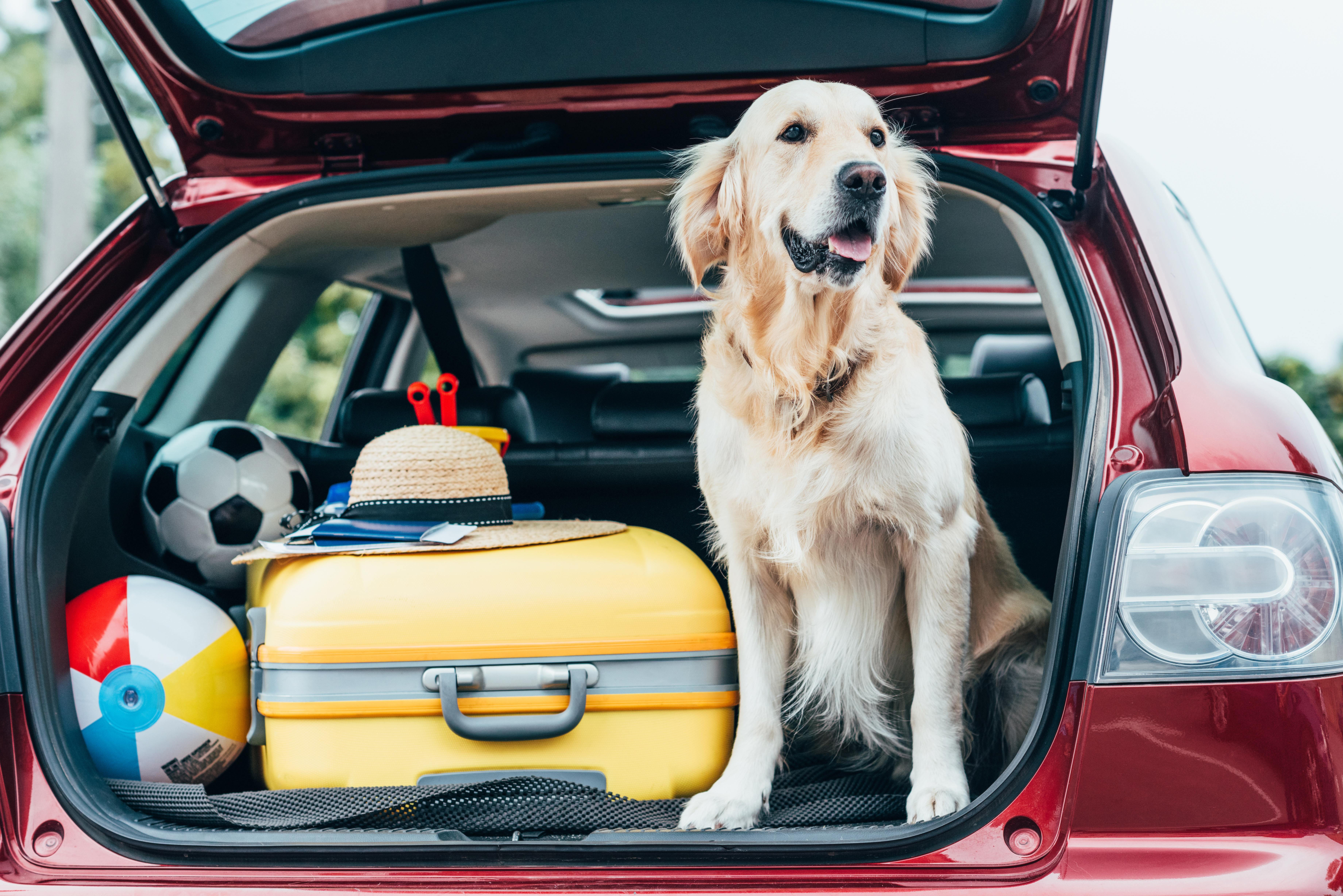 Car 4 pet. Собака в машине. Путешествие с собакой. Зоотакси. Путешествие с собакой на машине.