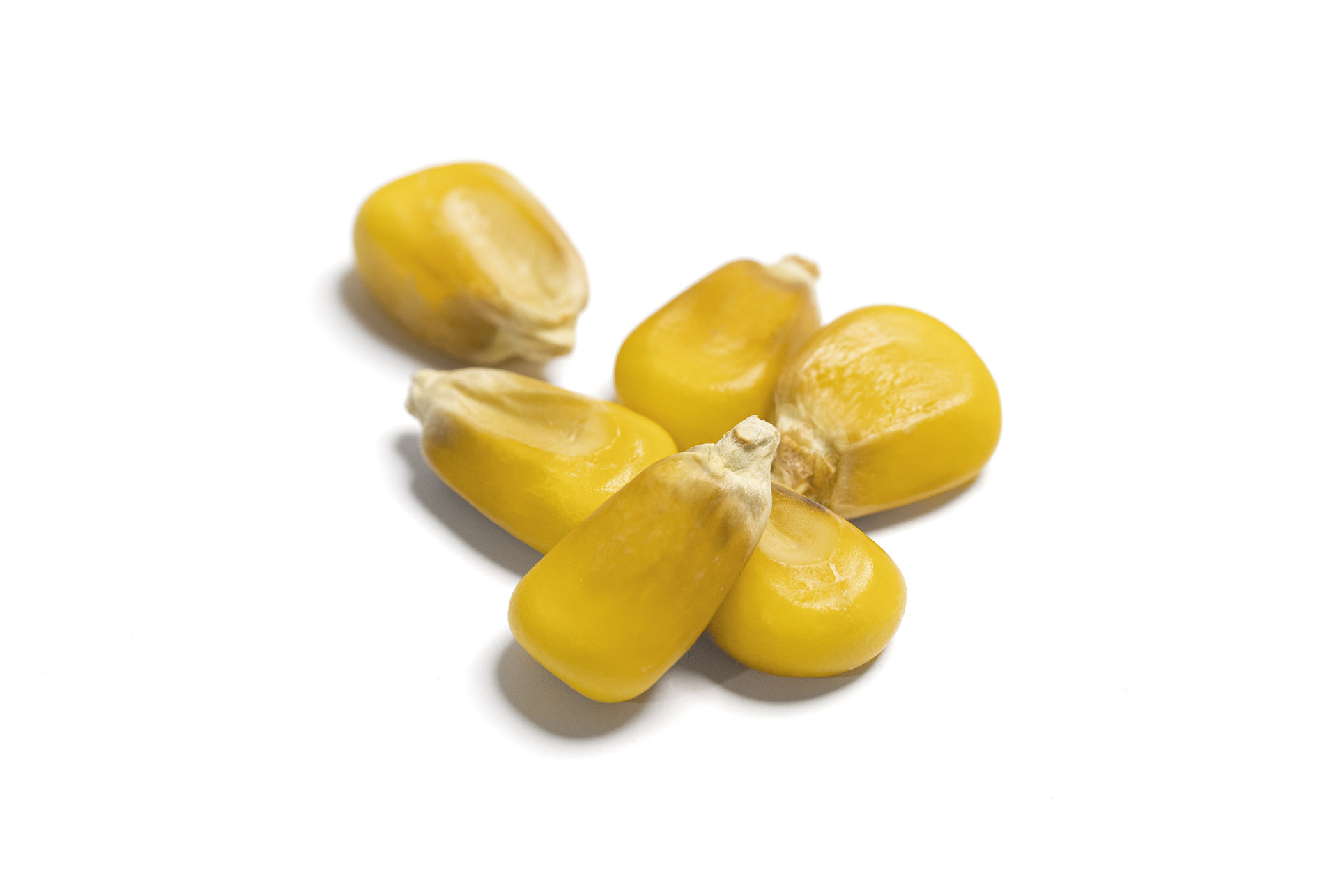 MFG Deutsche Saatgut Mais MFG Deutsche Saatgut Mais