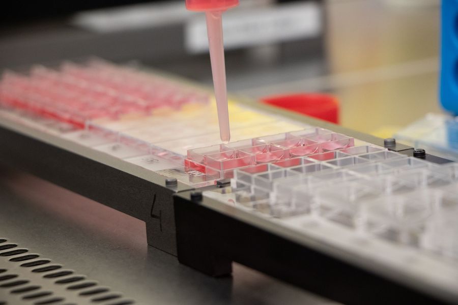 ibidi GmbH Zellkultur-Kammerobjektträger ibidi GmbH Zellkultur-Kammerobjektträger