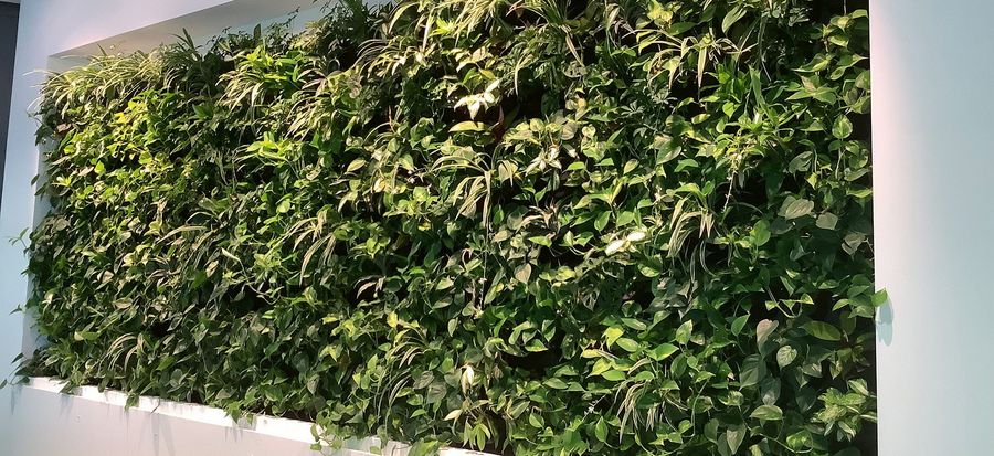 Mohr Hydrokultur Imagebild